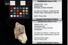 Foto (Objket + Etiketten) von Munidopsidae indet. 